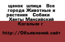 щенок  шпица - Все города Животные и растения » Собаки   . Ханты-Мансийский,Когалым г.